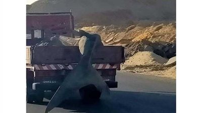 البيئة: نفوق سمكة قرش الحوت بساحل مدينة السويس وقع لتواجدها في مياه ضحلة