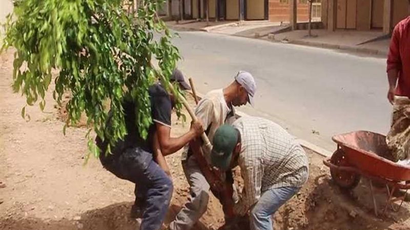 البيئة تنتهي من زراعة