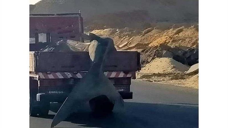 البيئة: نفوق سمكة