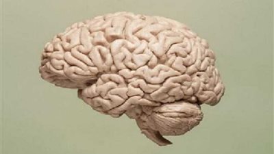 دراسة: يمكن البقاء على قيد الحياة بنصف مخ