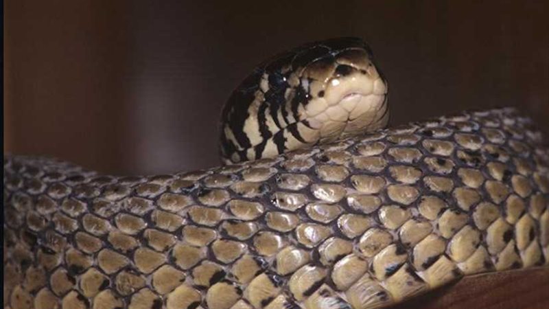 العثور على هيكل عظمي