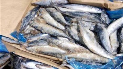 الرقابة الإدارية تضبط 150 طن سمك فاسدة بثلاجة في بنها