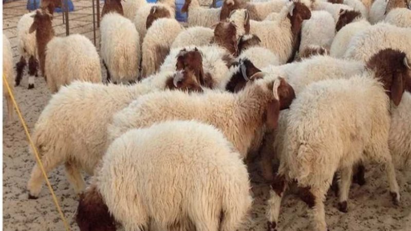 انطلاق الحملة القومية