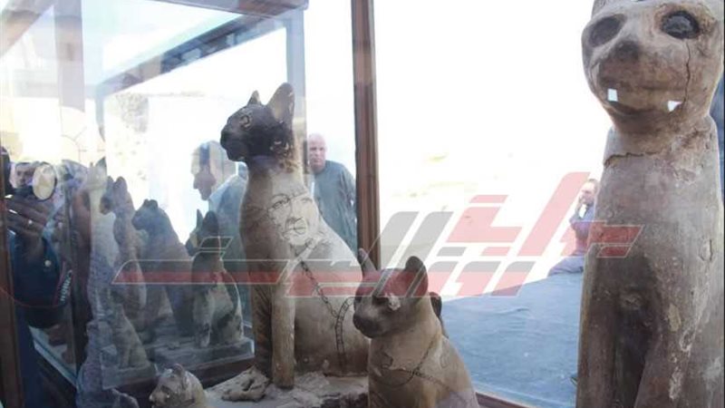 أسود وأكبر جعران