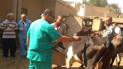 تحصين 9297 رأس ماشية ضد الحمى القلاعية بالوادي الجديد