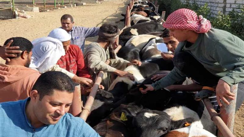 تحصين 38 ألف رأس