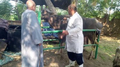 تحصين 53 ألف رأس ماشية ضد الحمى القلاعية بالبحيرة