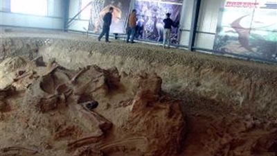 اكتشاف حفريات أجنة عمرها 610 ملايين سنة