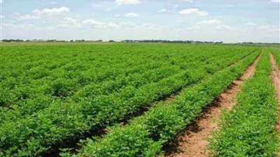 طرح أراضٍ بالمحافظات وحصر للسكن الإداري.. توجيهات الزراعة للإصلاح الزراعي