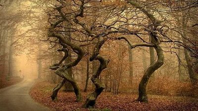 أشجار ترقص وتحقق الأمنيات.. تعرف على أغرب غابة بالعالم 