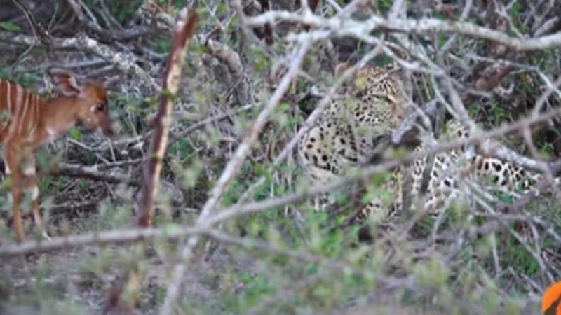 فهد يداعب ظبيا صغيرا