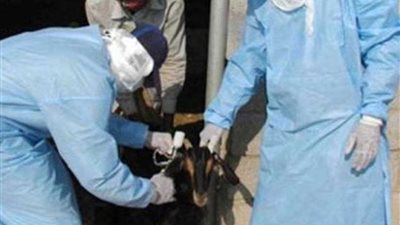 تحصين 52 ألفا و142 رأس ماشية ضد الحمى القلاعية والوادي المتصدع ببني سويف