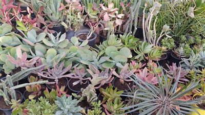 زهور الخريف.. الأسعار تبدأ من 5 جنيهات (صور)