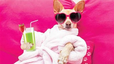 حيوانات آخر زمن!