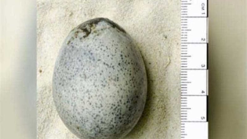 عثروا على بيض عمره