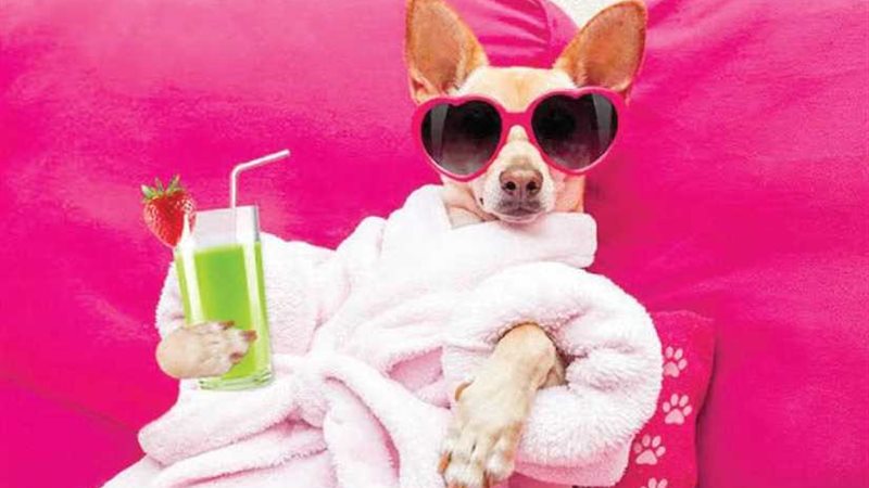 حيوانات آخر زمن!