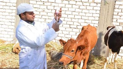 تحصين 159 ألف رأس ماشية ضد الحمى القلاعية بالدقهلية