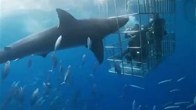صراع القرش الأبيض و4 غواصين (فيديو وصور)