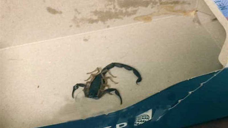 سيدة تتعرض لـلدغة