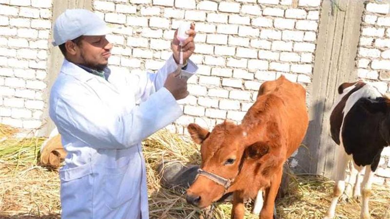 تحصين 159 ألف رأس