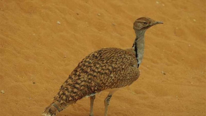 فضيحة ..اعتقال أفراد