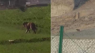 الرعب يسيطر على أهالي المعابدة بأسيوط بعد تداول صورًا لحيوان يشبه 