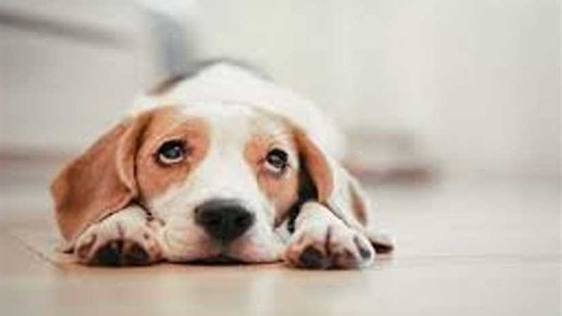 تحذير.. كلب يلعق