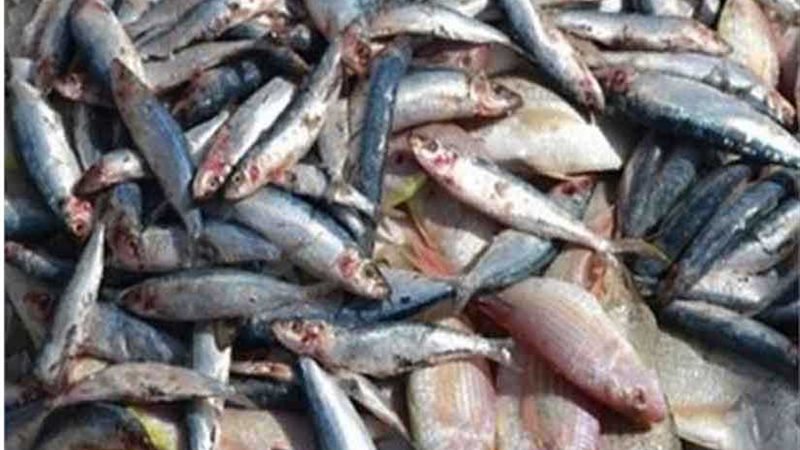ضبط 16طن أسماك غير
