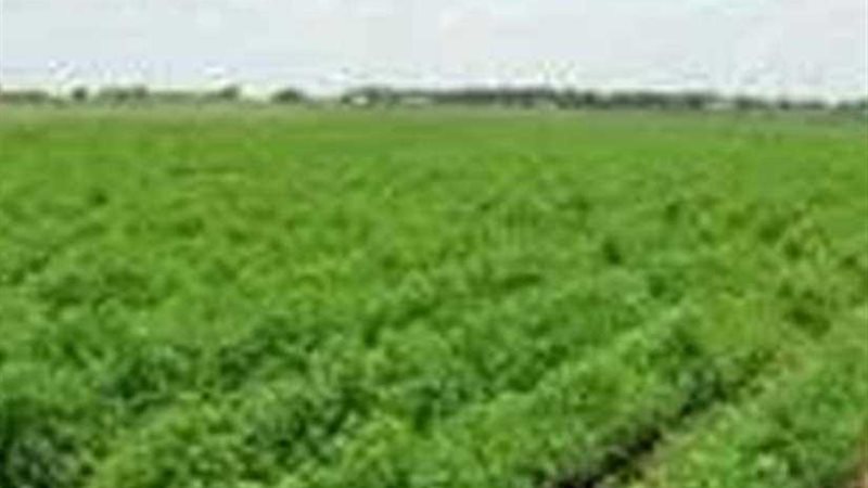 الري تنفي تلف المحاصيل