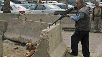 حقيقة قتل 295 ألف كلب خلال عام 2019