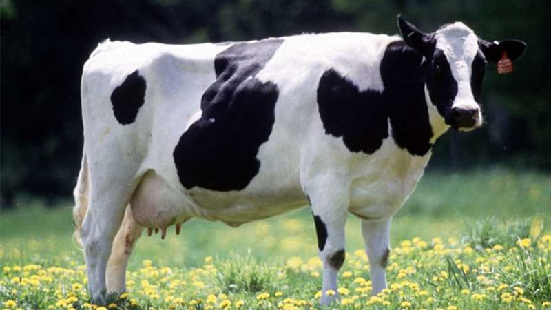 البقرة أم السيارة...