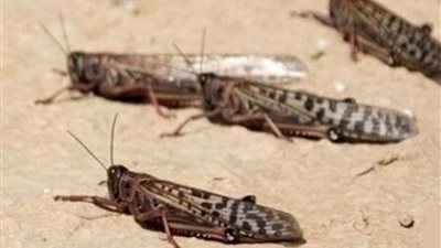 الصومال تتعرض لأسوأ غزو للجراد منذ ربع قرن