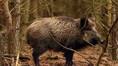 ألمانيا تشيد سياجًا كهربائيًا على الحدود مع بولندا