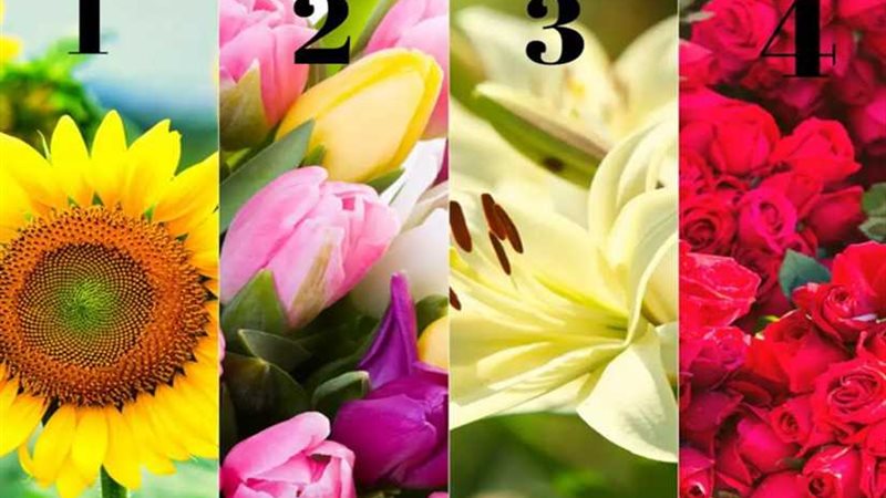 عباد الشمس ولا الورد