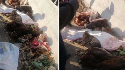 الطب الشرعي يكشف غموض جثث الإسكندرية المتحللة