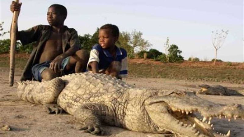 تقديسًا لهم.. بازولي