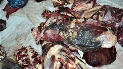 ضبط لحوم غير صالحة للاستهلاك الآدمي خلال حملة اليوم الواحد بمركز أبوتيج