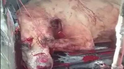 القبض على 4 شباب في واقعة تعذيب كلب بالمطرية