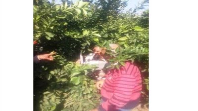 لجان لمتابعة المصايد ومقاومة ذبابة الفاكهة بزراعة البحيرة