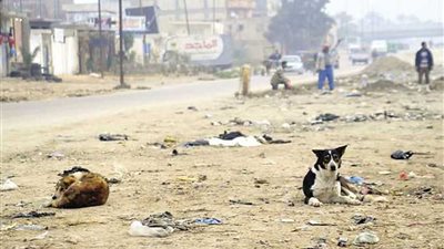 بسبب ترويع المواطنين.. محافظ المنوفية يوجه بالقضاء على الكلاب الضالة