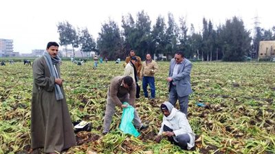 بدء موسم حصاد بنجر السكر بمحافظة البحيرة