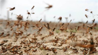 الوزراء ينفي انتشار أسراب من الجراد بالمناطق الحدودية المصرية