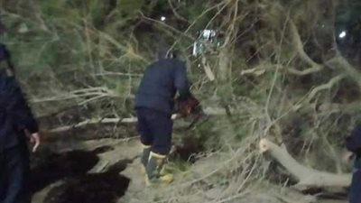 بسبب الطقس السيئ.. شجرة تغلق طريق ”شبين - قويسنا“ بالمنوفية