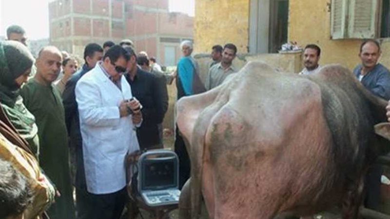 تحصين 104آلاف حيوان