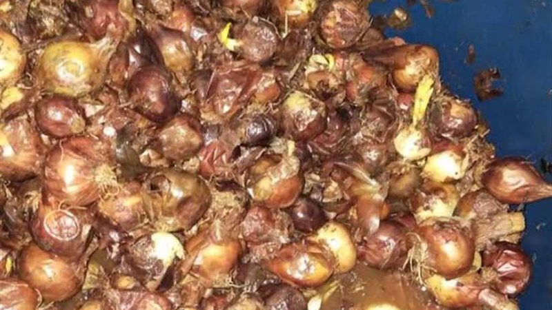 الصحة: ضبط وإعدام