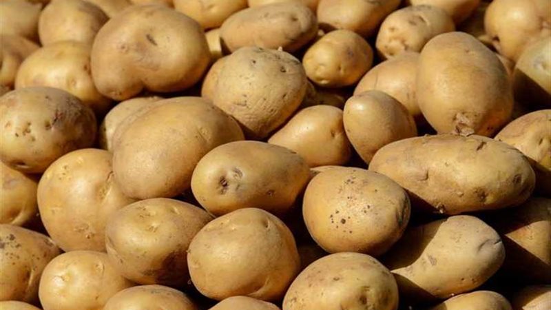 ارتفاع صادرات مصر