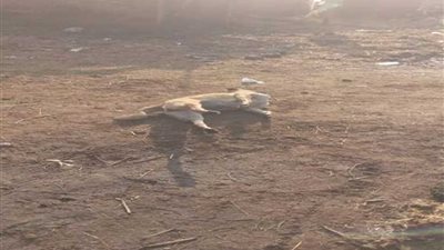 إعدام ٢٠٠ كلب ضال خلال حملة للطب البيطري بالدقهلية