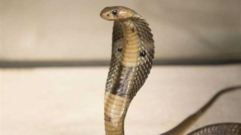 رجل يمسك أفعى كوبرا