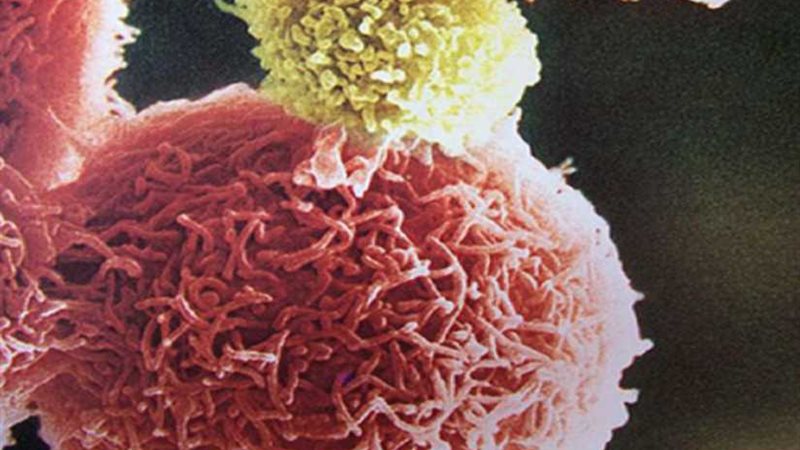 اكتشاف فائدة السمنة