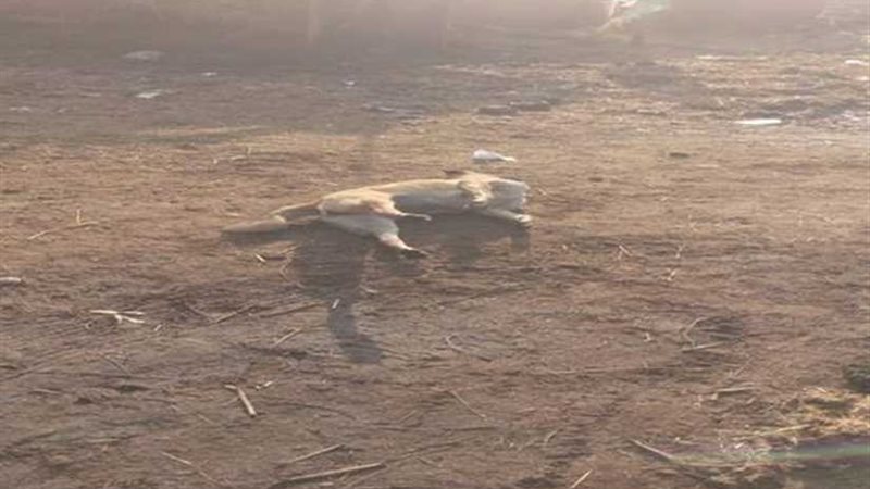 إعدام ٢٠٠ كلب ضال